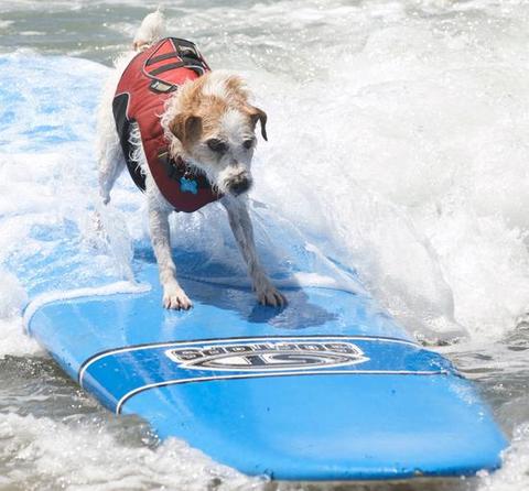 "Paddleboarding with Dogs: Enjoy the Happy Time on the Water"